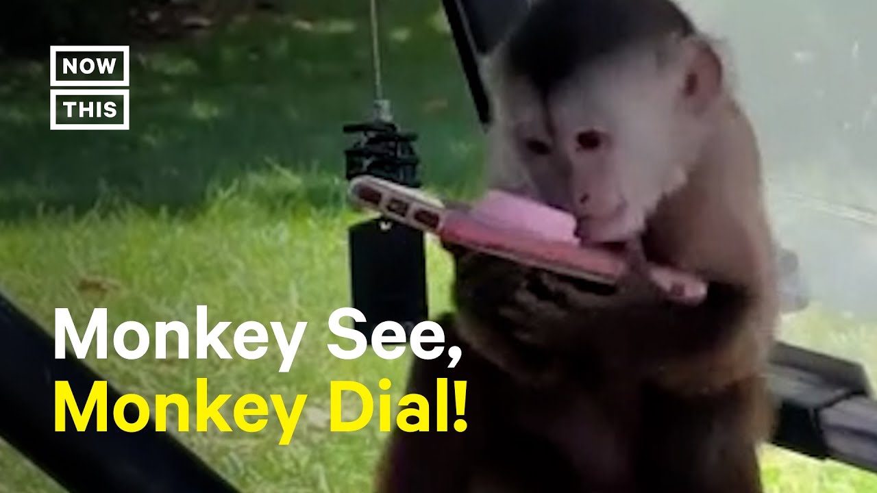 Mischievous Monkey Calls 911 From Wildlife Center