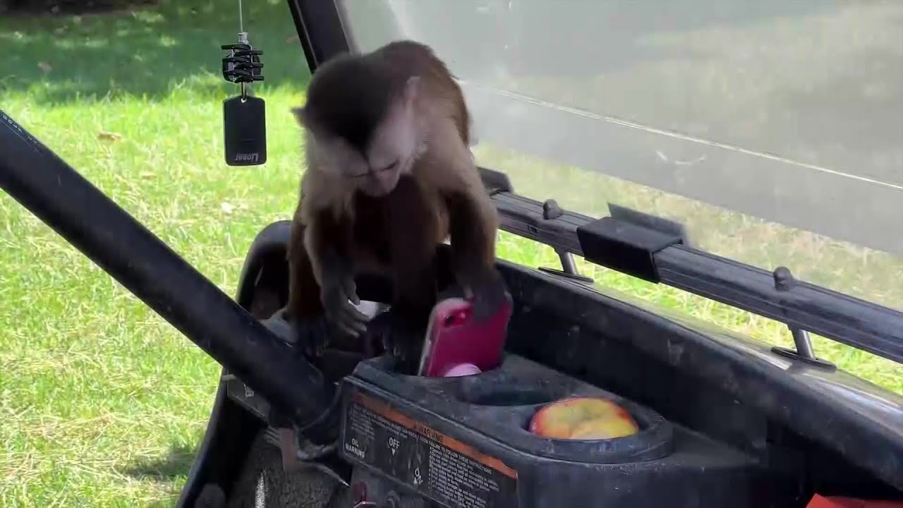 Monkey Accidentally Calls 911 From Zoo In Paso Robles