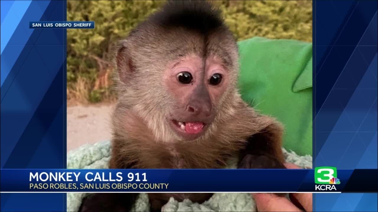 Monkey Calls 911 From Cellphone At California Zoo