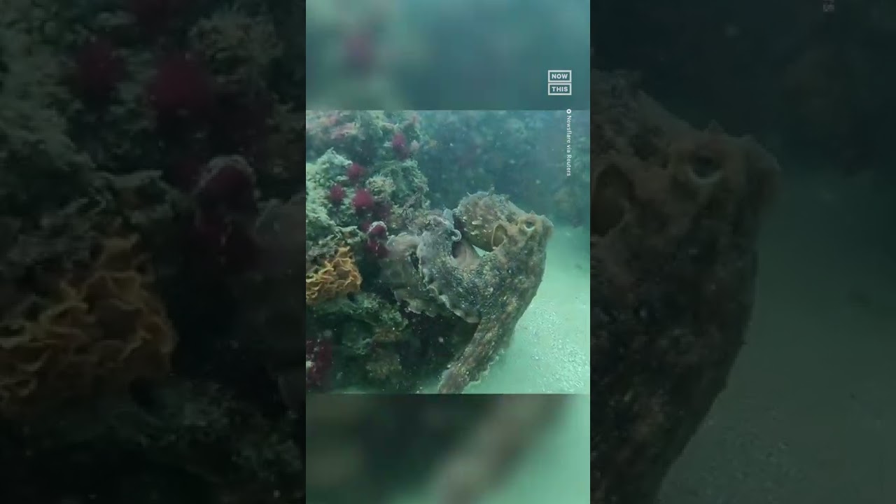 Octopus Shakes Hands With Scuba Diver 🤿🤝🐙