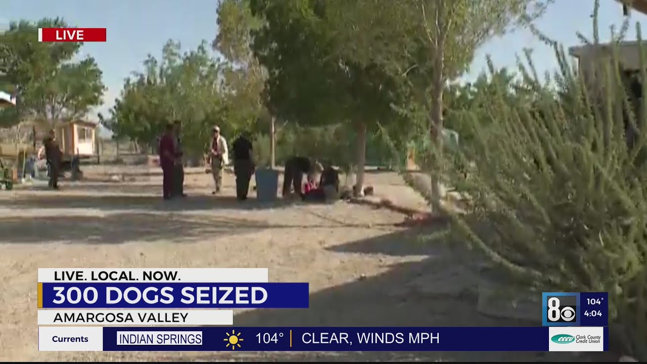 Officials Work To Examine 300 Dogs In Amargosa Valley Outside Las Vegas