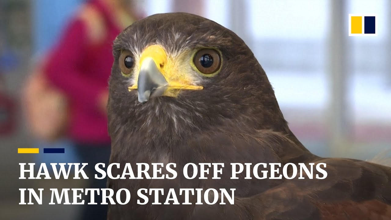 Pac Man The Hawk Scares Pigeons Out Of San Francisco Area Metro Station