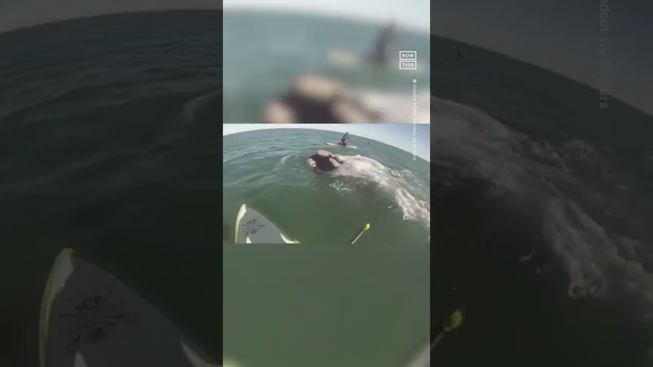 Pod Of Whales Swims With Paddle Boarders 🐳💙