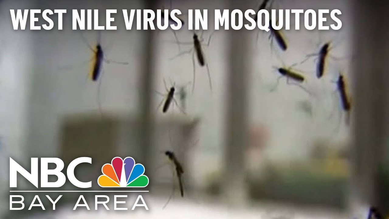 Positive Case Of West Nile Virus Found In Contra Costa County Mosquitoes