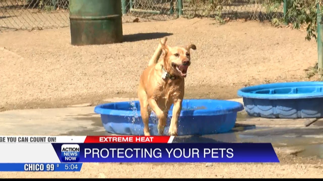 Protecting Your Pets In The Heat