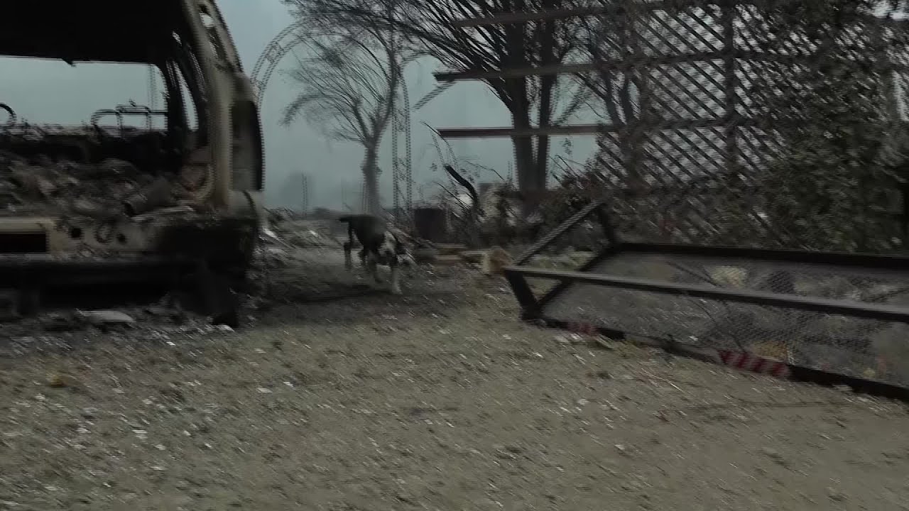 Raw Video: Photojournalist Rescues Puppy From Ruins Of Home Destroyed By Mckinney Fire