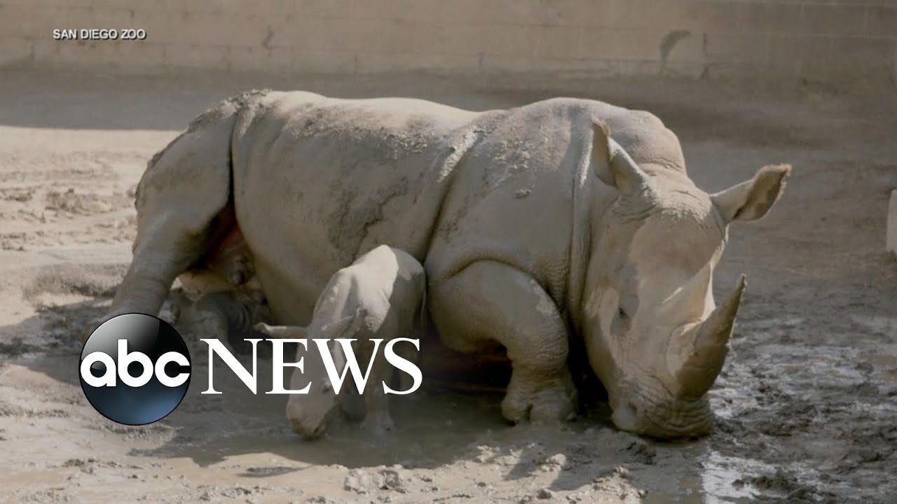 San Diego Zoo Welcomes Male Baby Rhino