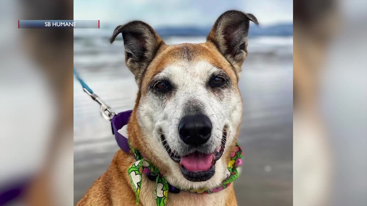 Santa Barbara Humane Gearing Up For End Of Summer Adoption Events