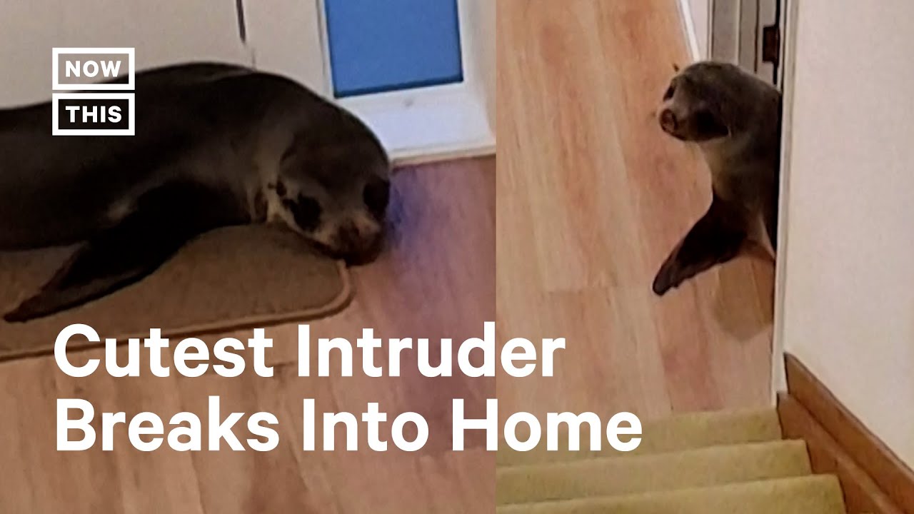 Seal Manages To Break Into Family Home