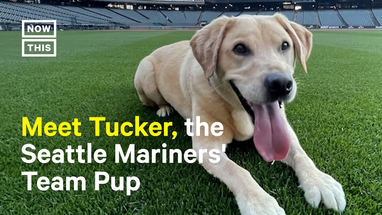 Seattle Mariners Adopt Dog To Highlight Animal Rescue Efforts