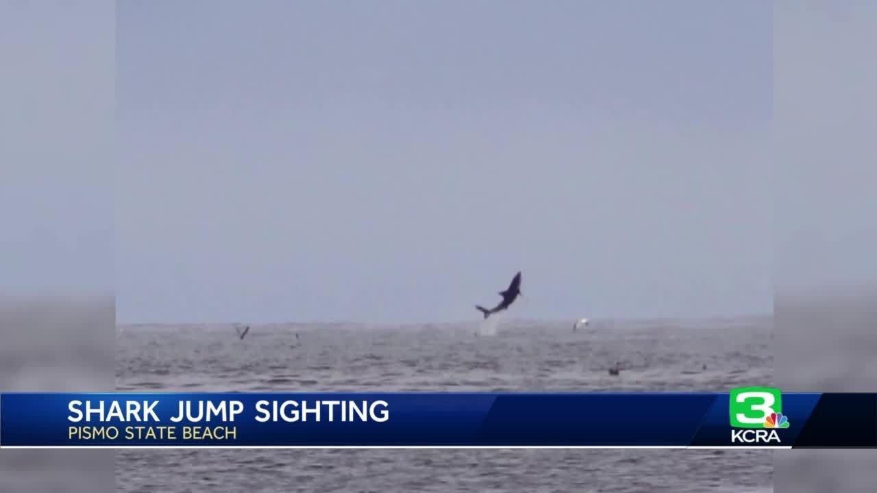 Shark Seen Soaring Out Of The Water At Pismo State Beach