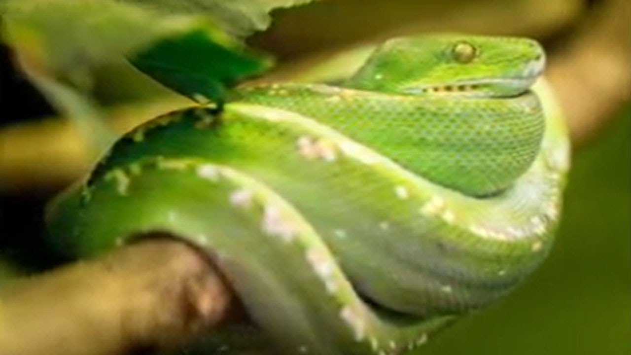 Snake Bites Toddler, Toddle Bites Back In Revenge And Kills The Snake