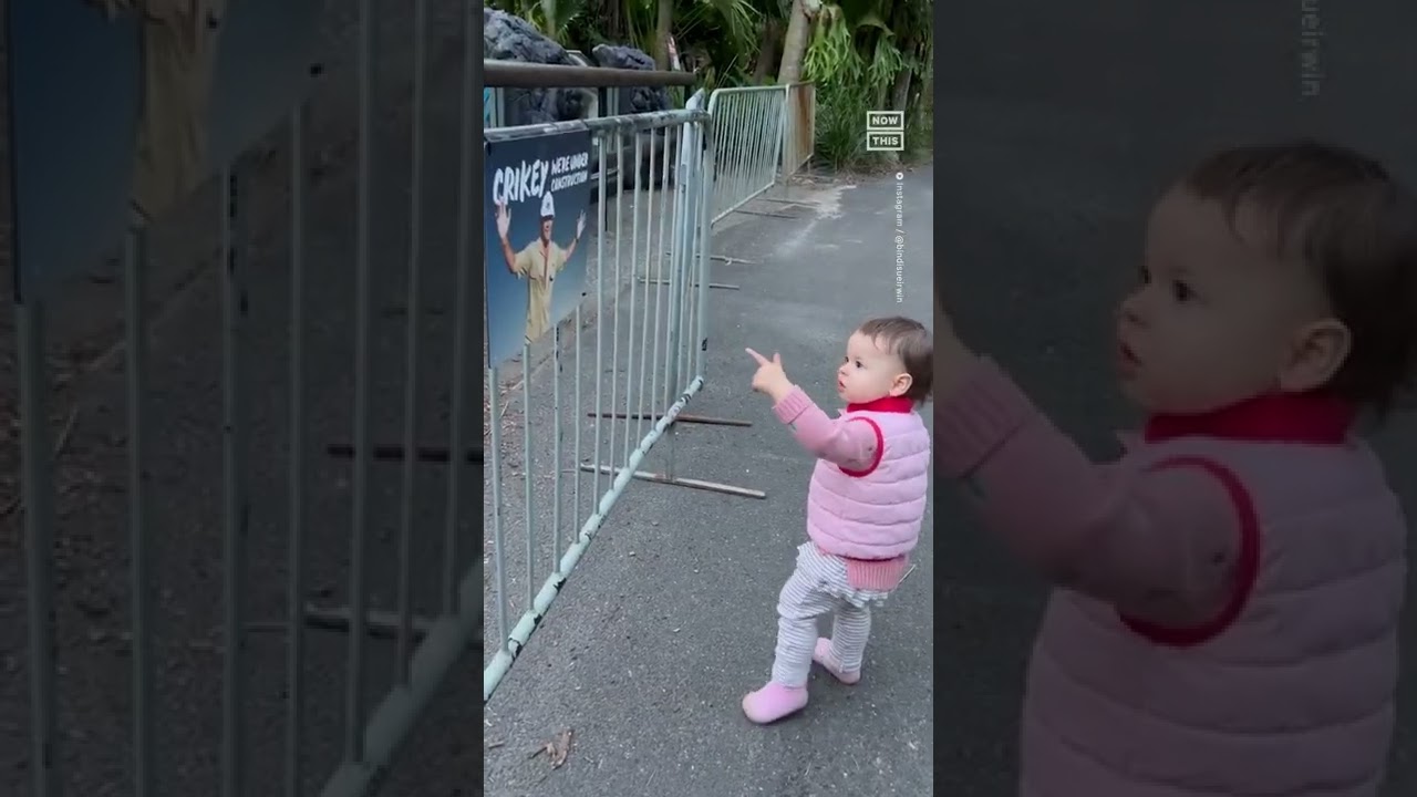 Steve Irwin’s Granddaughter Spots ‘grandpa Crocodile’ At The Zoo 🥺❤️