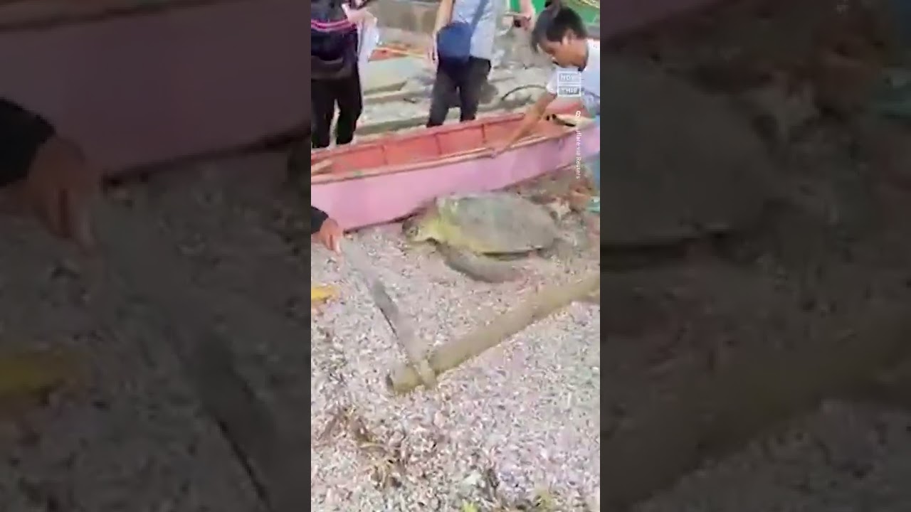 Stranded Sea Turtle Rescued By Fishermen In The Philippines