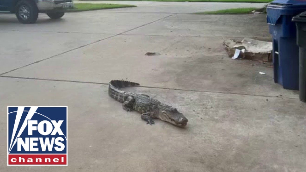 Texas Man Wrestles Alligator Spotted On Property