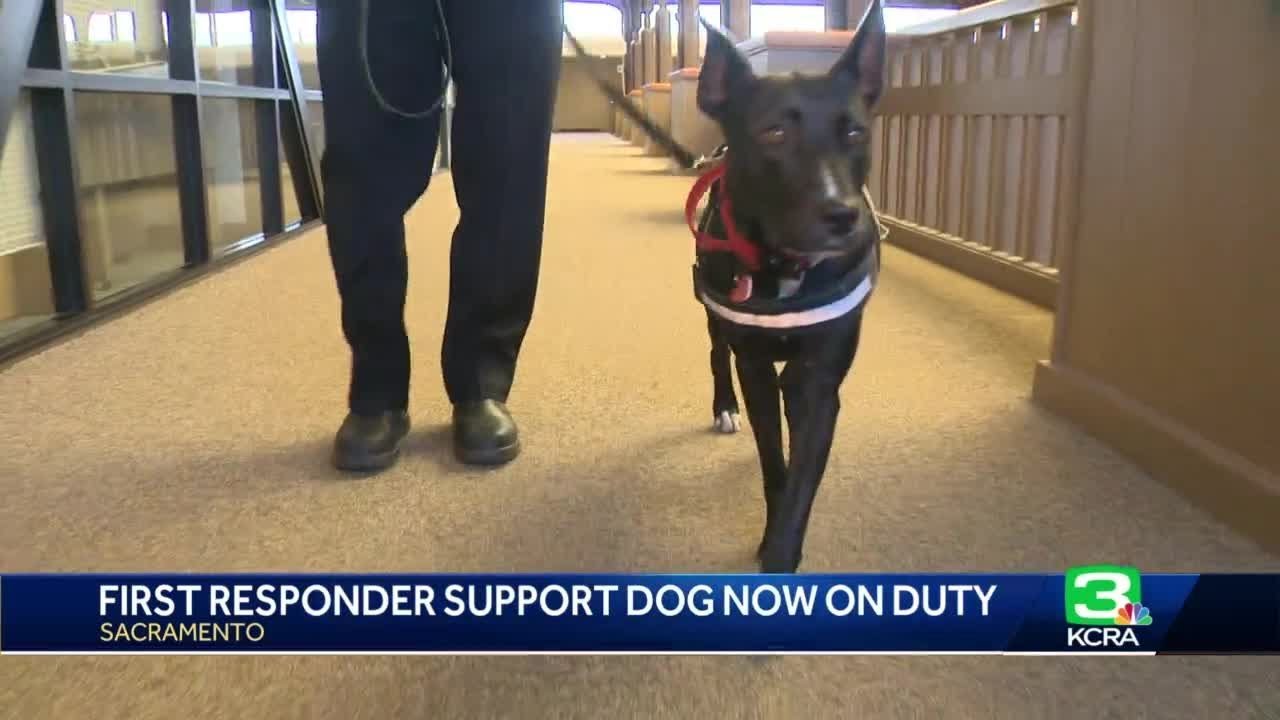 Therapy Dog ‘on Duty’: Sacramento Fire’s New Support K 9 Helps First Responders