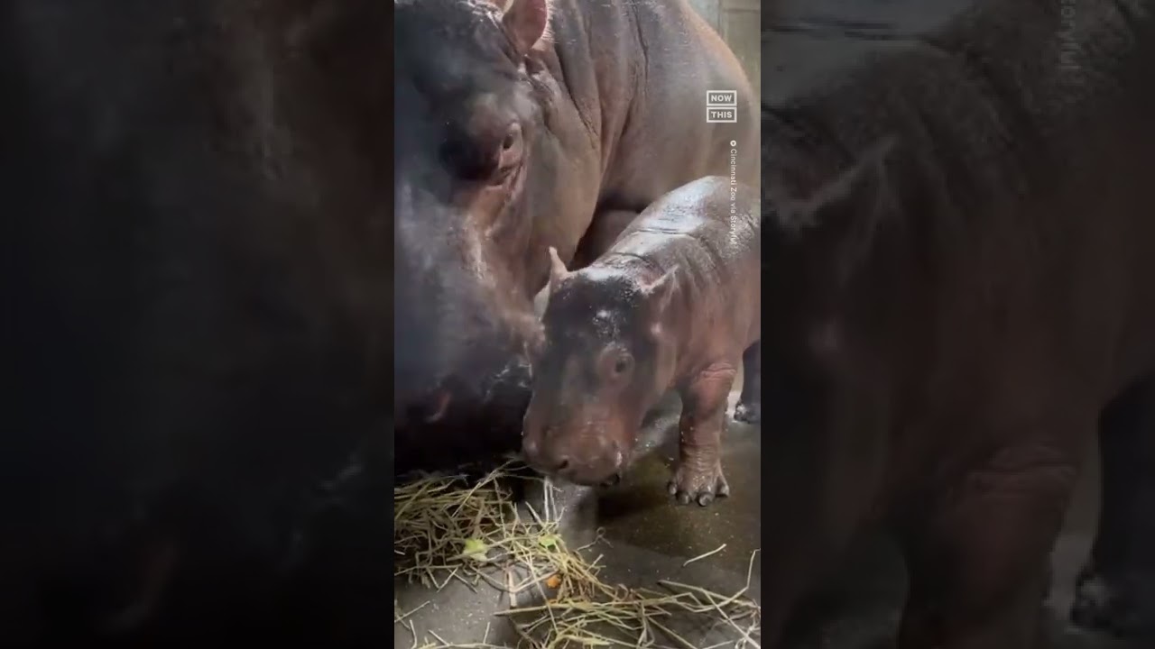 This Baby Hippo Needs A Name — what Should It Be? 🦛