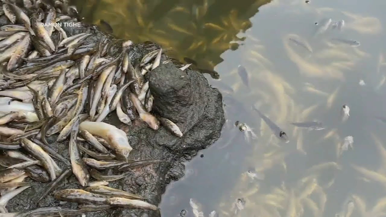 Thousands Of Dead Fish Wash Ashore Around Bay Area Due To Toxic Algae: Here’s What This Means