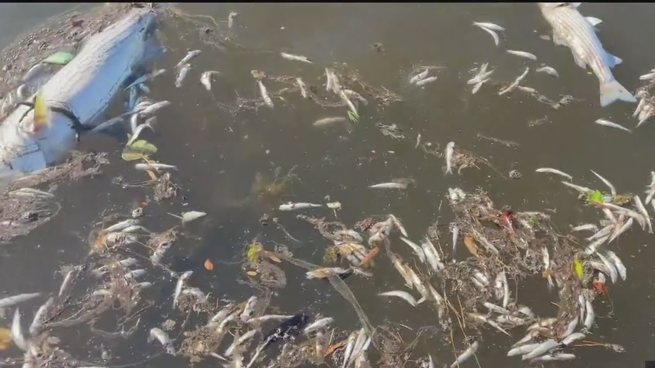 Thousands Of Smelly Dead Fish In Lake Merritt Killed By Algae Bloom