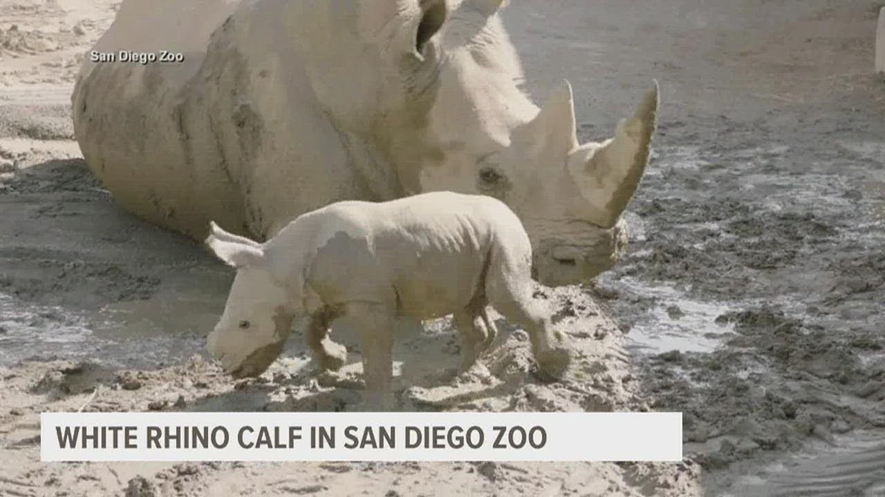 Trending | Baby Rhino At San Diego Zoo, Olive Garden Engagement, Supreme Croissants Go Tiktok Viral