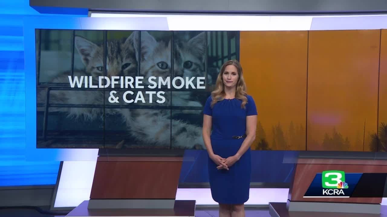 Uc Davis Researchers Using Cats To Learn More About Long Term Health Risks Of Wildfire Smoke