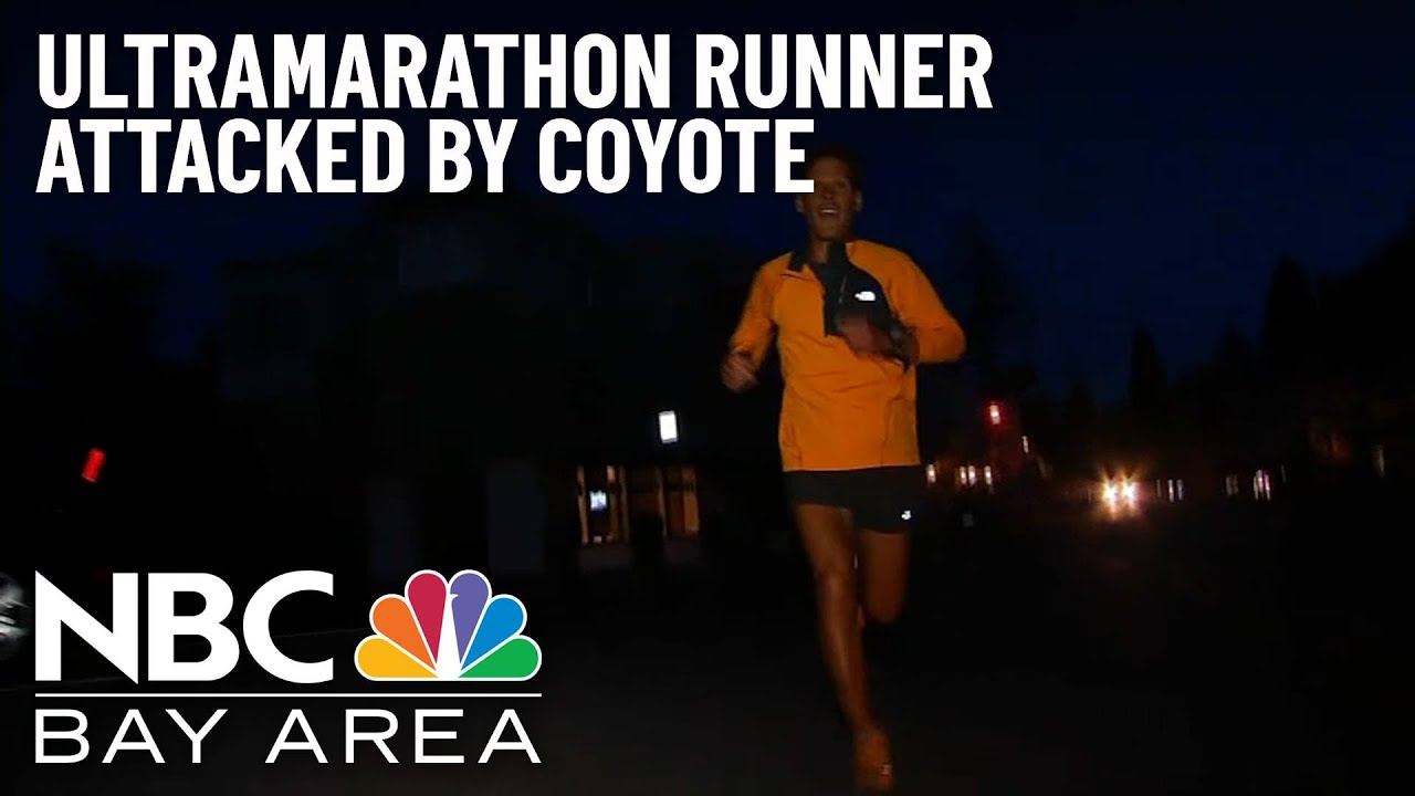 Ultramarathon Runner Attacked By Coyote In Marin County