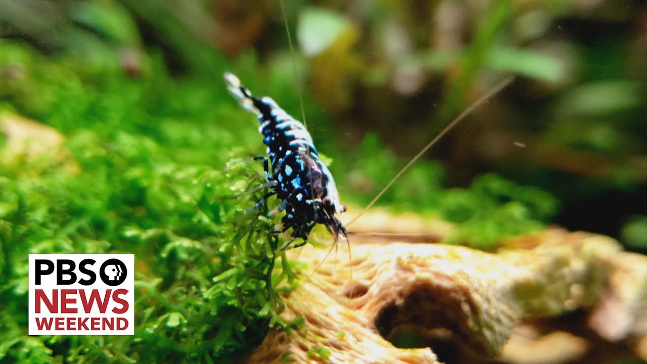 Viral ‘shrimp Raves’ Raise Awareness Of An Endangered Species