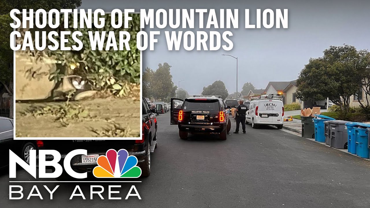 War of Words Over Shooting of Mountain Lion in Hollister 1 War Of Words Over Shooting Of Mountain Lion In Hollister