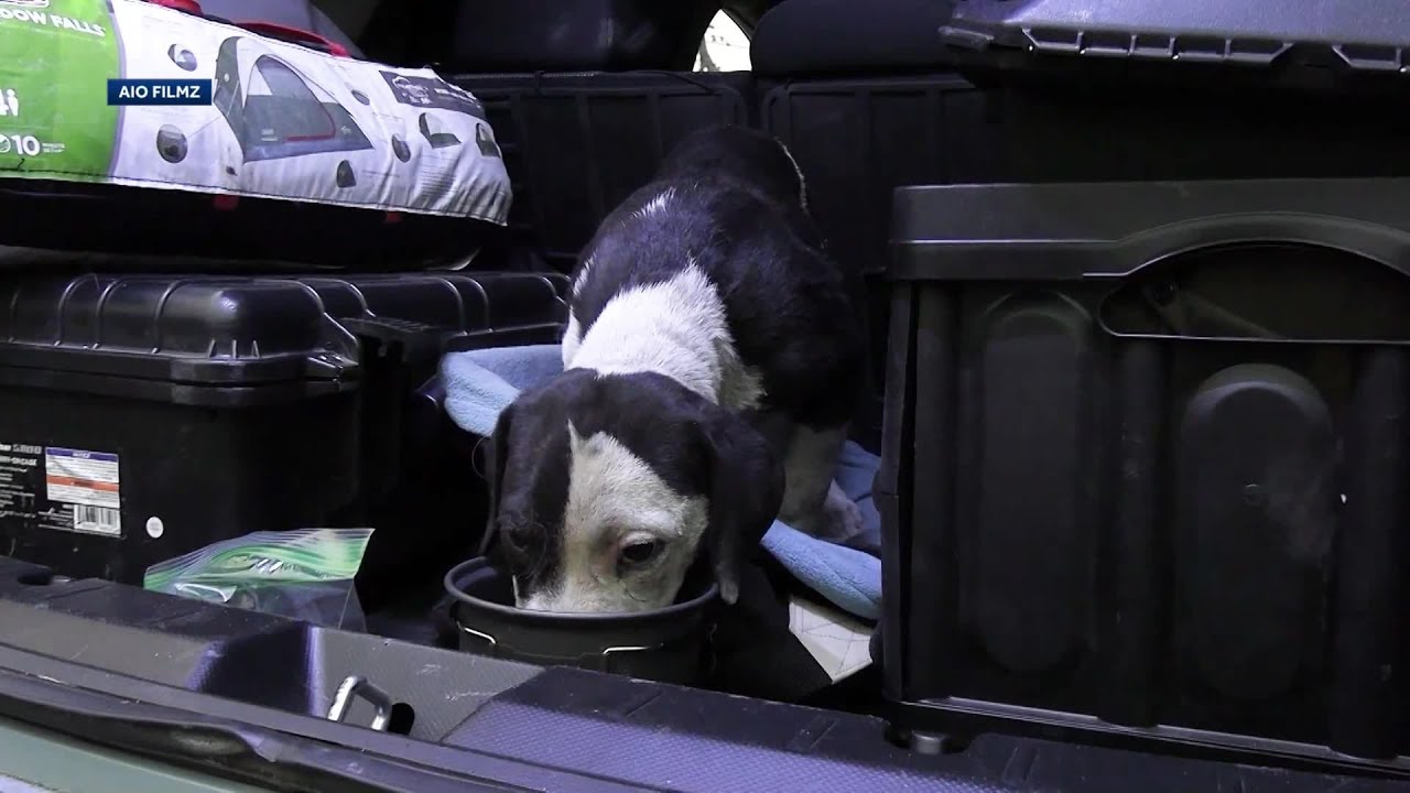 Watch A Puppy Being Rescued From Northern California Wildfire