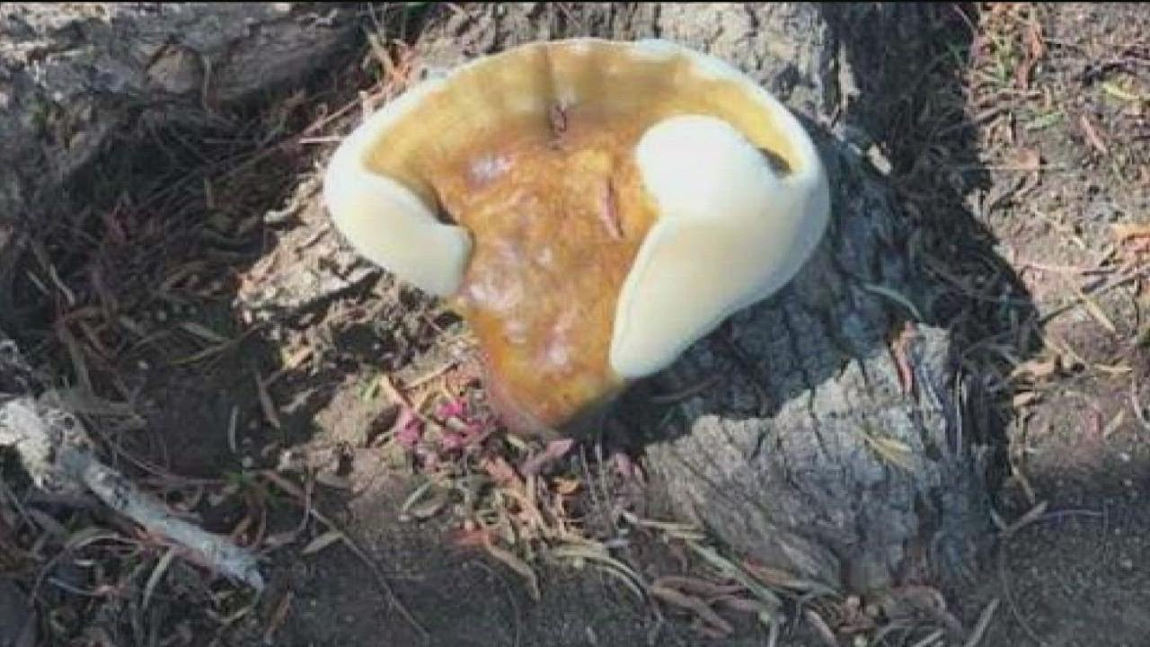 What Are These Mysterious Mushrooms Sprouting In San Diego?