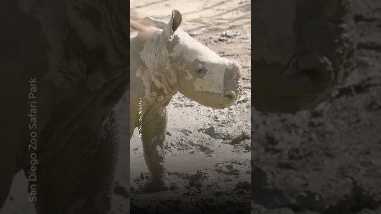 White Rhino Calf Welcomed At San Diego Zoo Safari Park | Usa Today #shorts