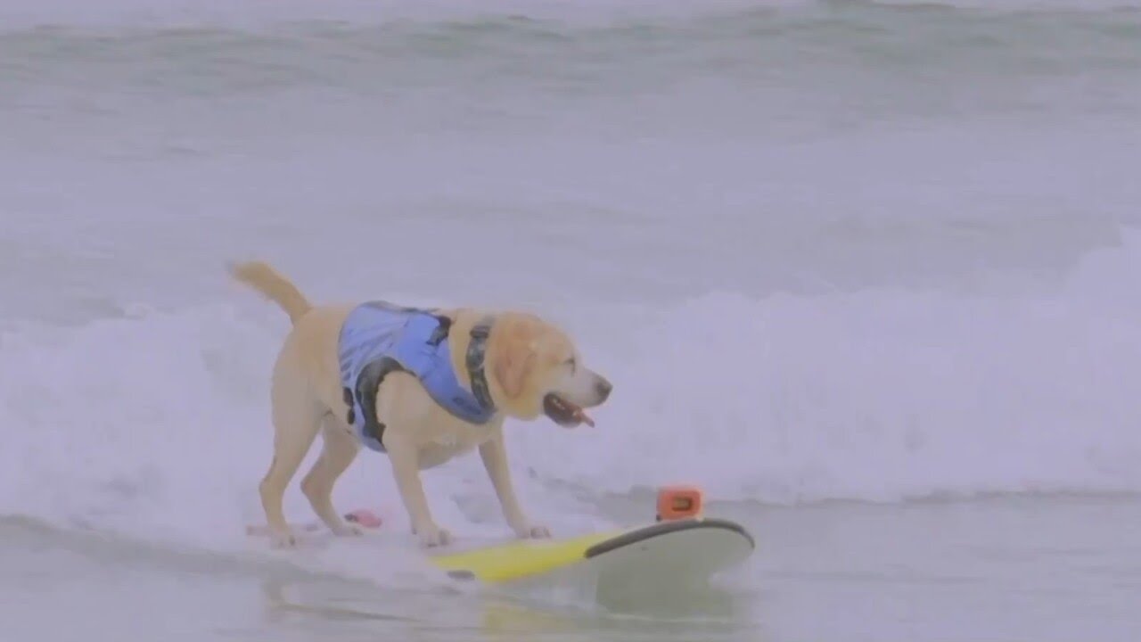 World Dog Surfing Championships Take Place In California