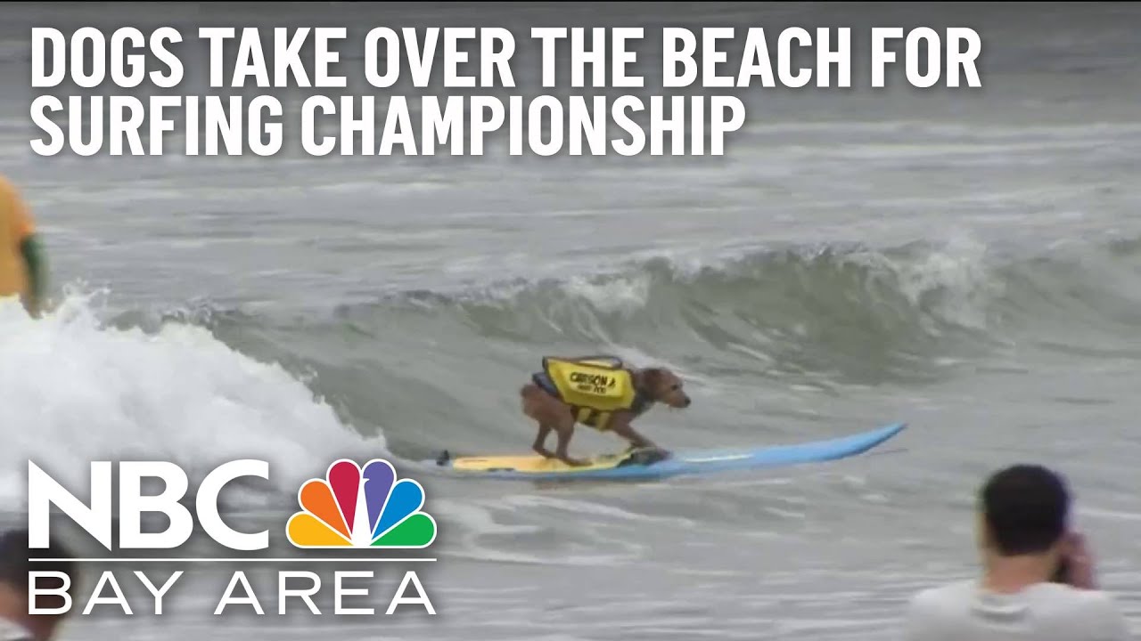 World Dog Surfing Championships Return In Pacifica