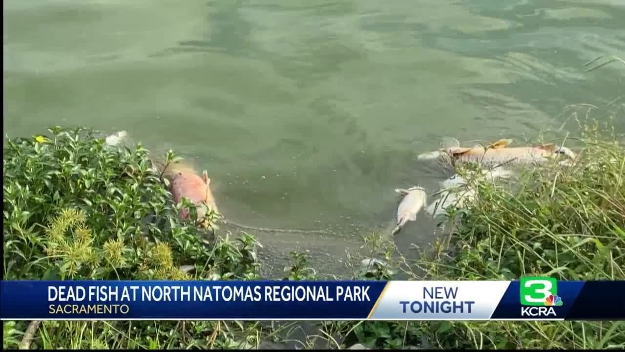 ‘a Foul Smell’: About 300 Fish Found Dead At North Natomas Regional Park. Officials Don’t Know Why