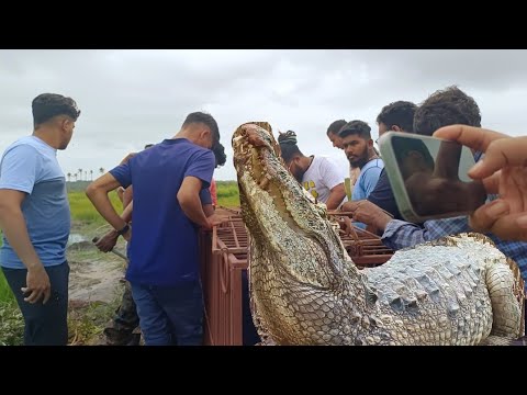 After A Month Forest Department Were Successful To Trap Crocodile From Santa Cruz..