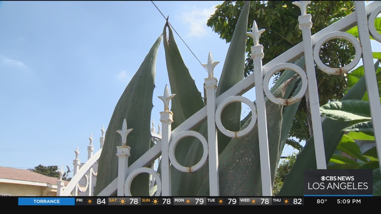 Agave Plants Becoming Popular Target For Thieves