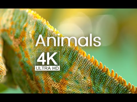 Animals 4k Video – Beauty Of Nature (uhd) – Relaxing Music | Classic Music | Inspirational Music |