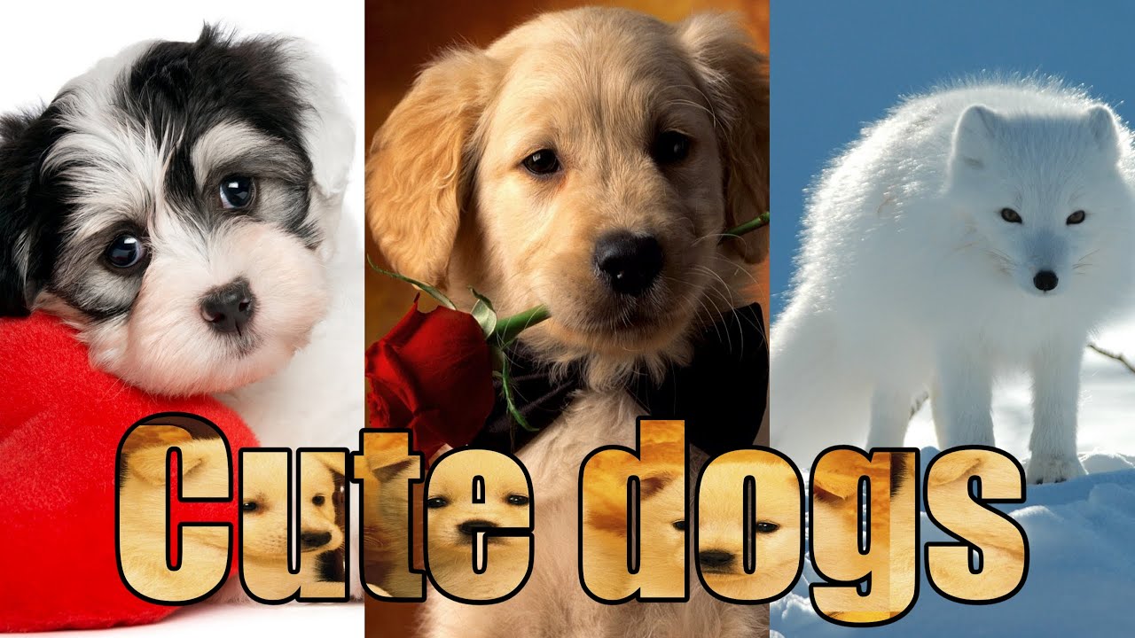 Baby Dogs, Cute Dogs, Nice Dogs, Funny Dogs Videos, Relaxing Music, Classic Music, Meditation Music