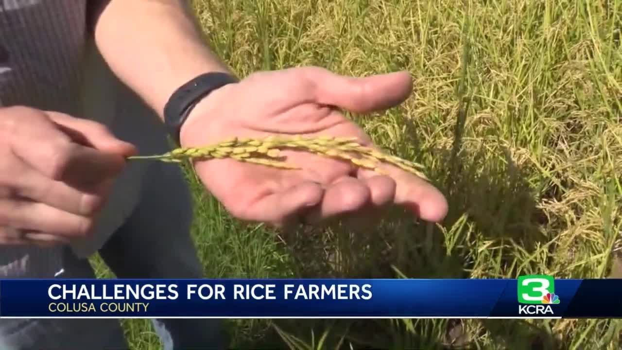 California Rice Crop Yielding Only Half Of What It Normally Produces, According To California Ric…