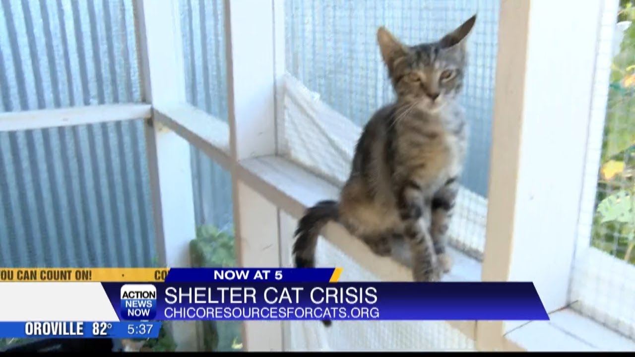 Chico Area Rescuers Helping Community With Cat Crisis