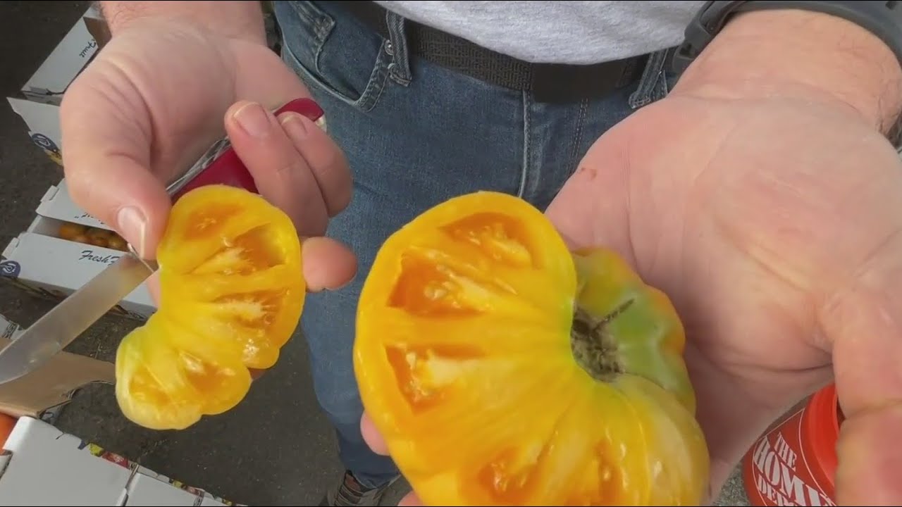 Climate change impacting California’s tomato crop 1 Climate Change Impacting California’s Tomato Crop
