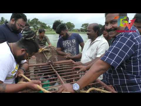 Crocodile Captured At Santa Cruz,goa Watch What Happend Exclusive Visuals By William Rodrigues