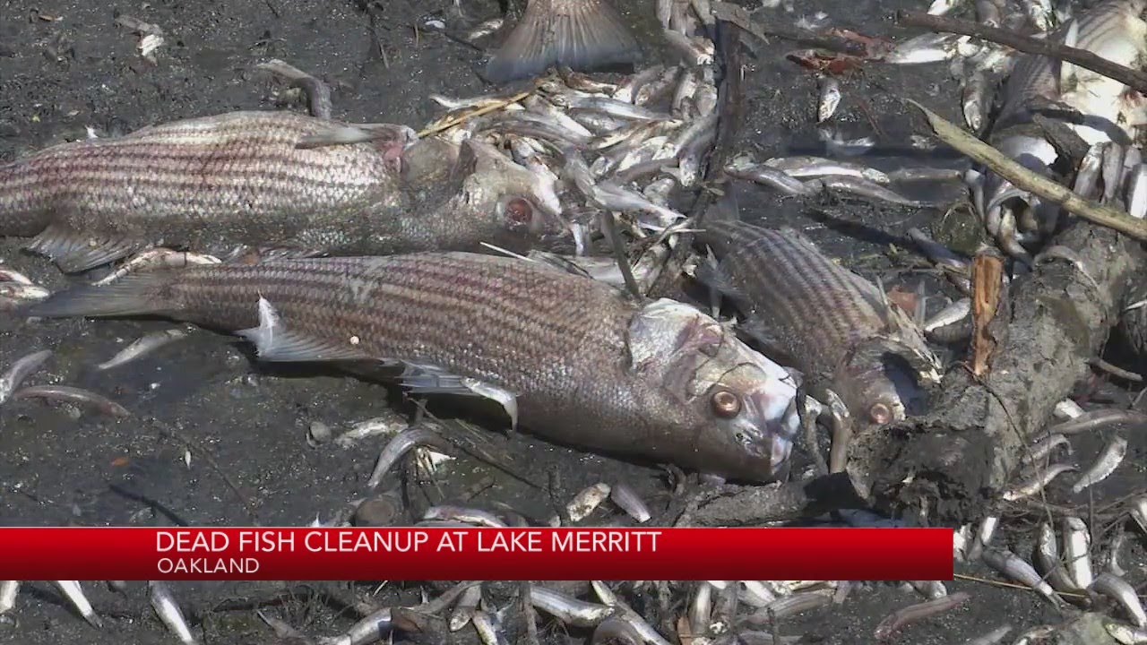 Dead Fish Cleanup At Lake Merritt