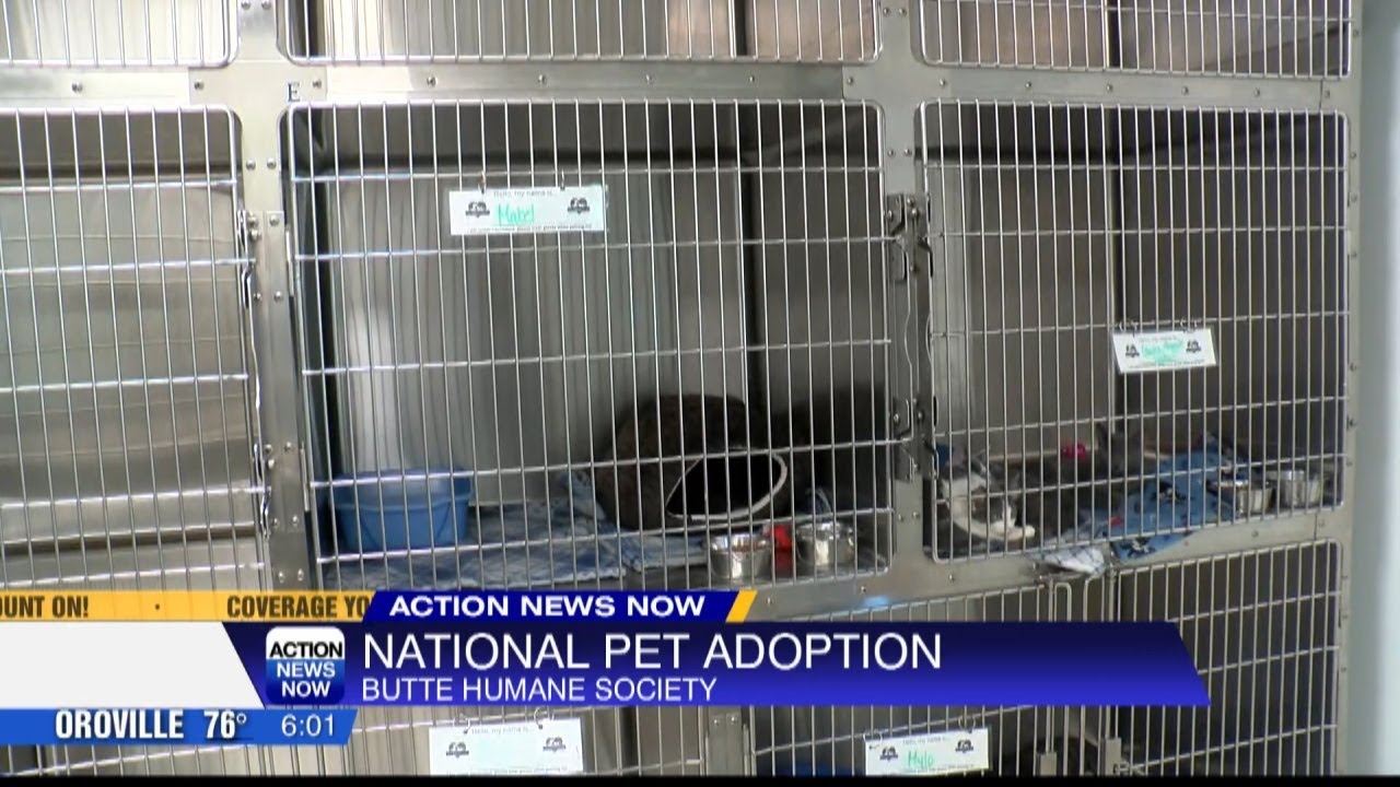 Dozens Of Animals Up For Adoption At Butte Humane Society