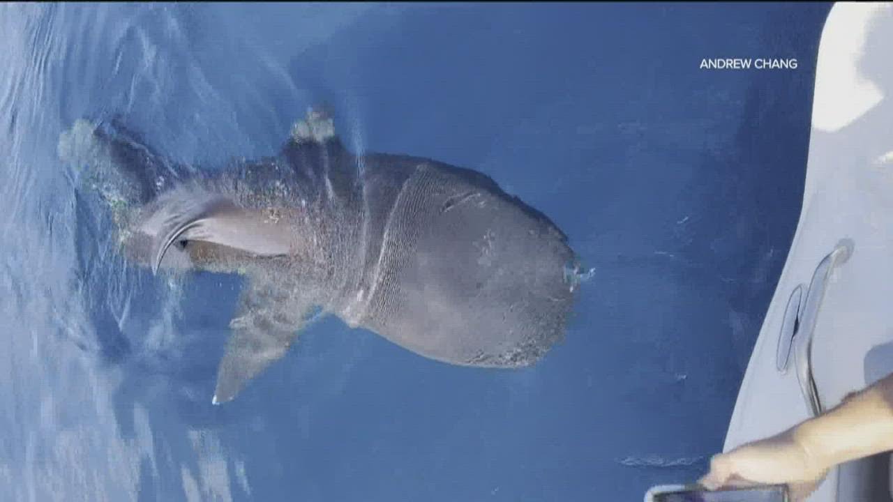 Extremely Rare ‘megamouth’ Shark Sighting Off The Coast Of San Diego