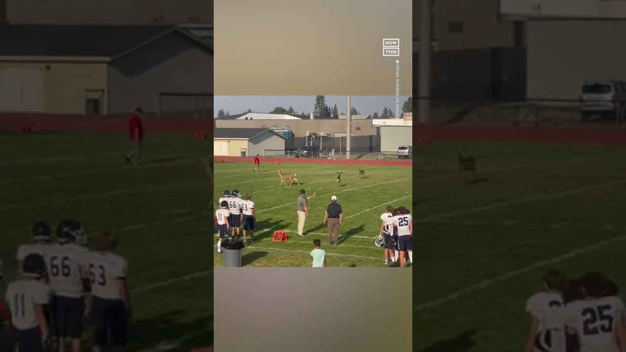 Family Of Deer Interrupt High School Football Game 🦌