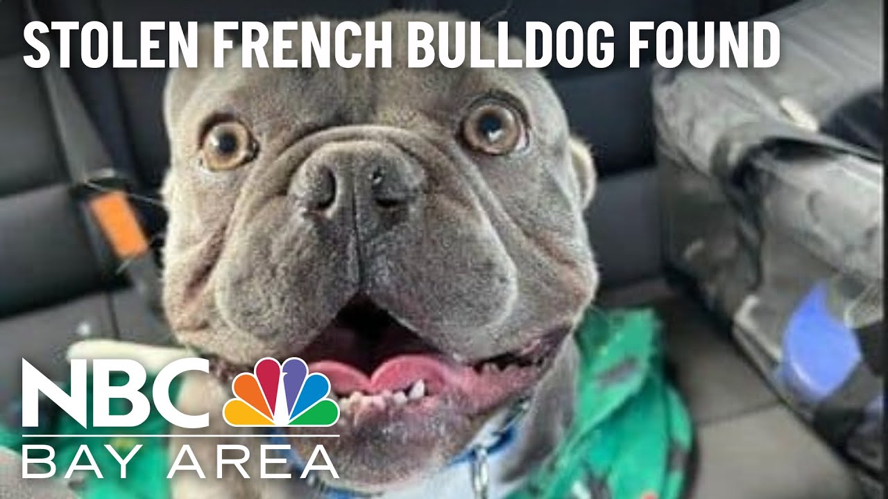 French Bulldog Taken From East Bay Neighborhood Found In Arizona, Reunited With Family