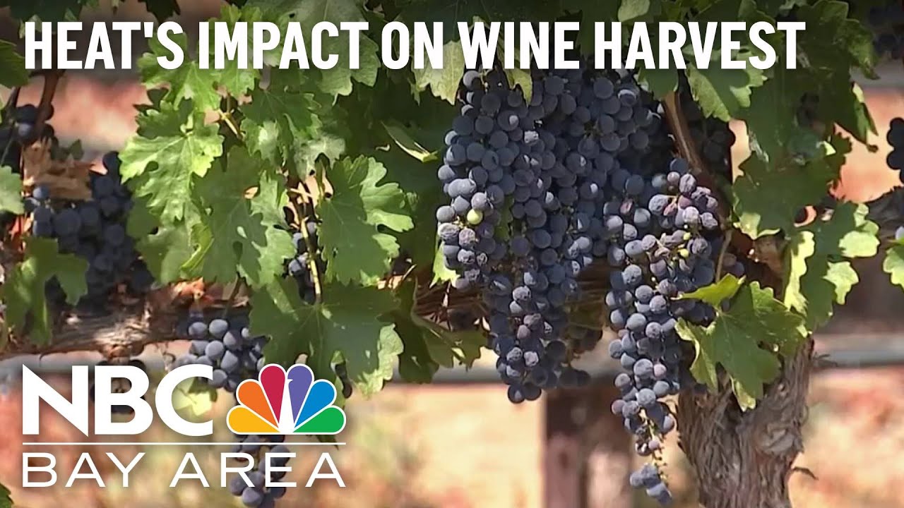 Heat Wave Causes Early Wine Harvest Season In Bay Area