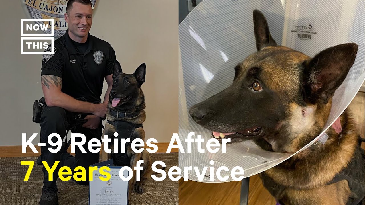 Heroic K 9’s Retirement Celebrated After Surviving Stabbing