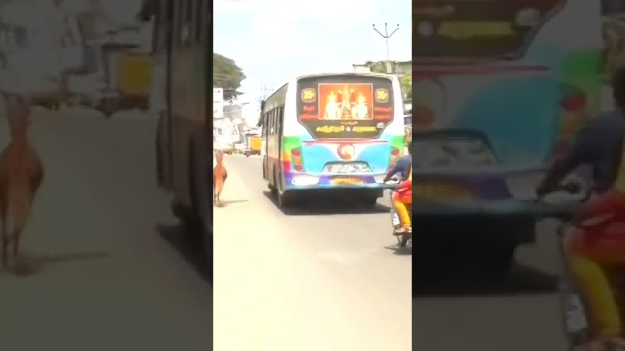 Horse Follows Bus Thinking Its Advertisement Is Another Real Horse 🐴